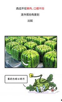 从小培养吃瓜群众培训,吃瓜群众必备素养与技能培训指南