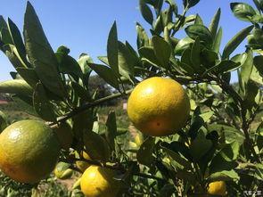 吃瓜群众葵太太