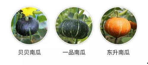 吃瓜群众沉香,揭秘“吃瓜群众”背后的沉香传奇