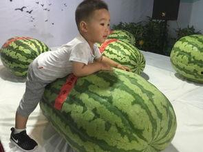 清远吃瓜群众事件最新情况,最新进展与各方反应汇总