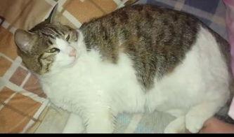 吃瓜群众的视频猫咪,萌态十足，网友直呼“治愈系”